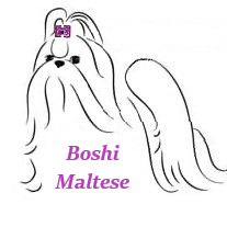 Boshi Maltese